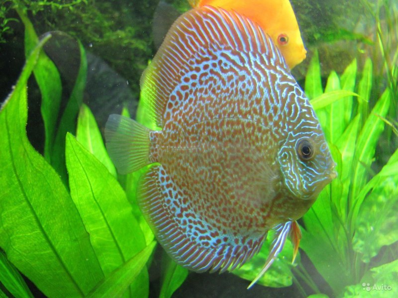 Дискус "Blue Turquoise" (Symphysodon aequifasciatus var.) XL