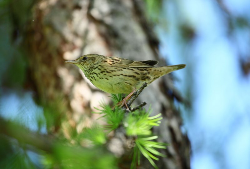 Lanceolated Warbler