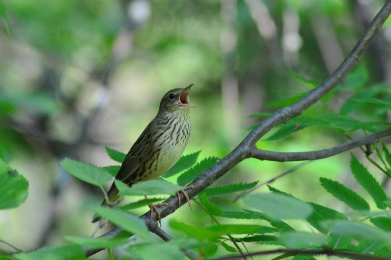 Lanceolated Warbler