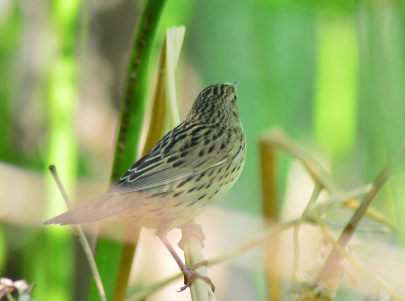 Lanceolated Warbler