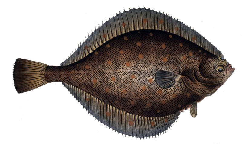 Морская камбала (pleuronectes platessa)