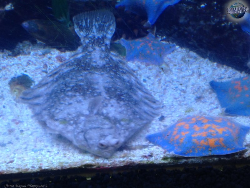 Камбала на белом фоне