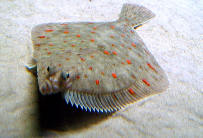 Камбала Приморская