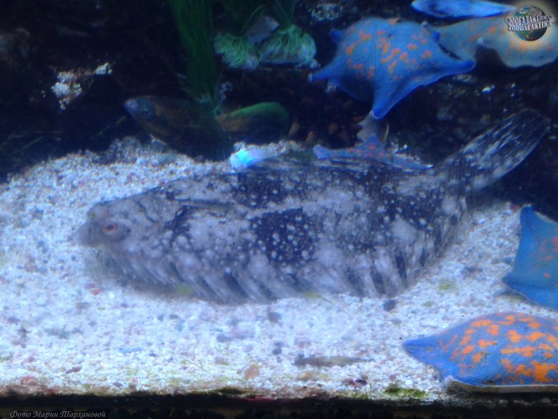 Морская рыба камбала