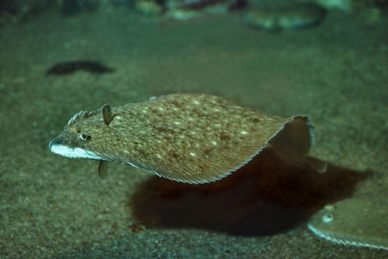 Морская камбала царство