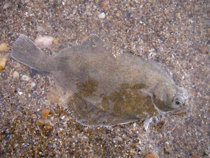 Морская камбала мальки