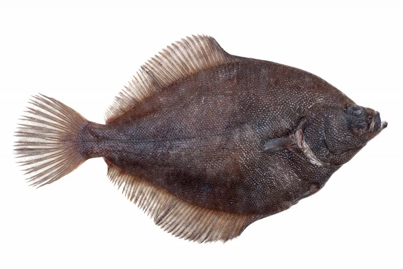 Камбала Черноморская