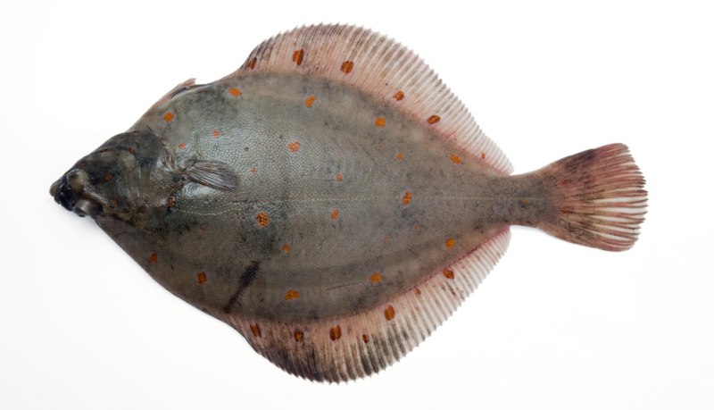 Камбала Кесслера