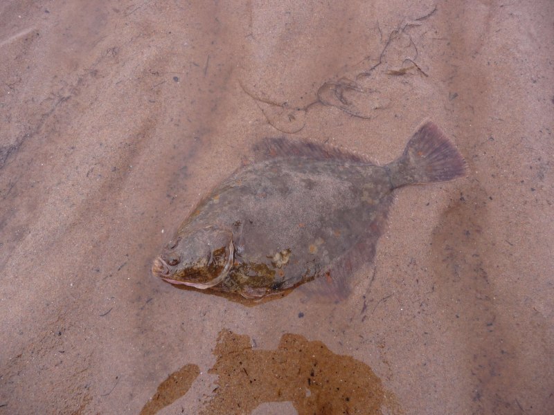 Камбала тигровая