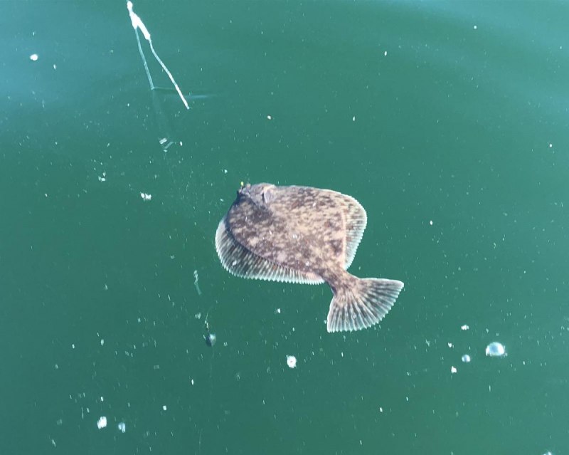 Пресноводная камбала