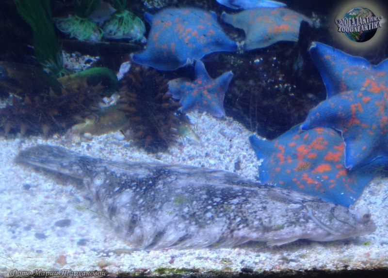 Pseudopleuronectes Obscurus