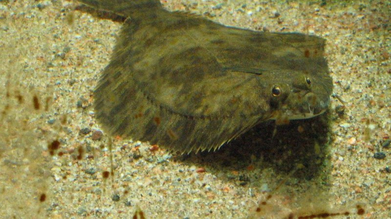 Рыба камбала мальки