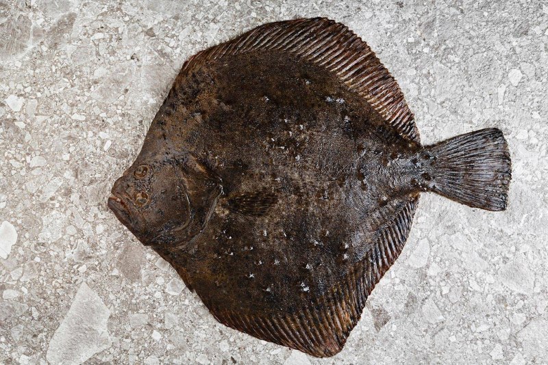 Мурманская камбала Ерш