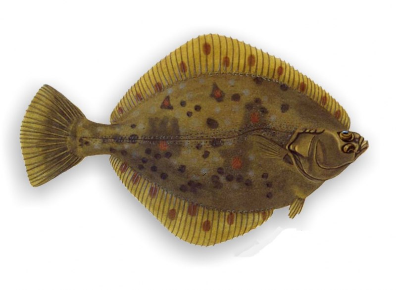 Тюрбо палтус