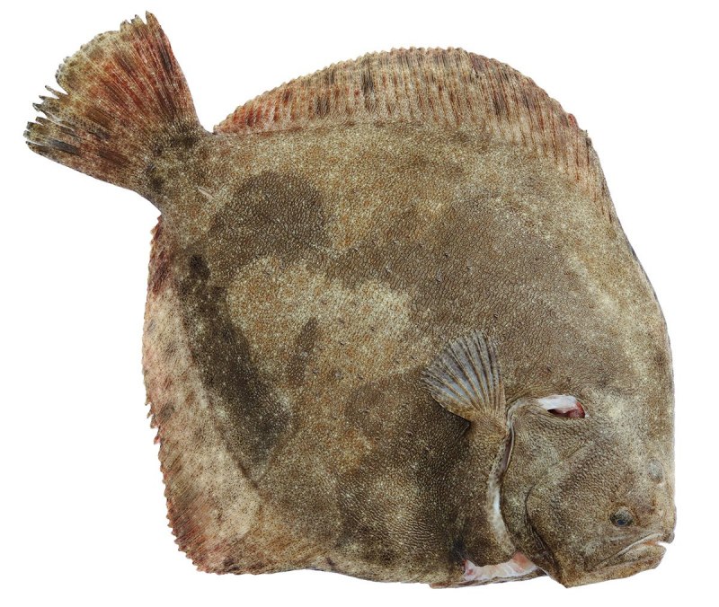 Камбала Калкан Черноморская