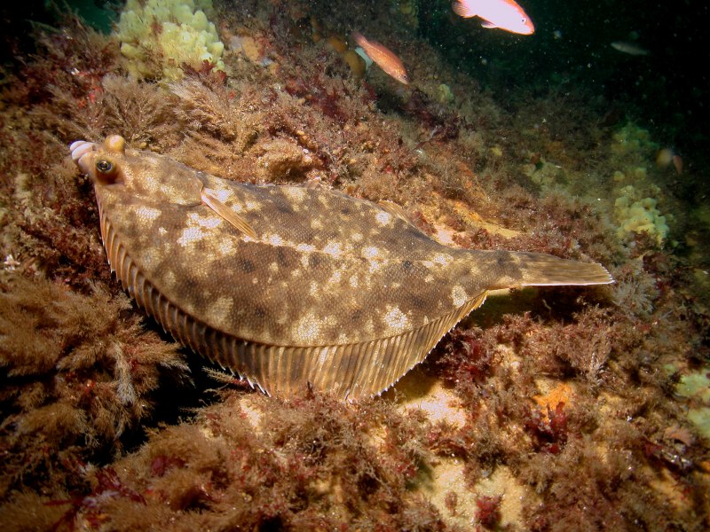 Камбала тюрбо