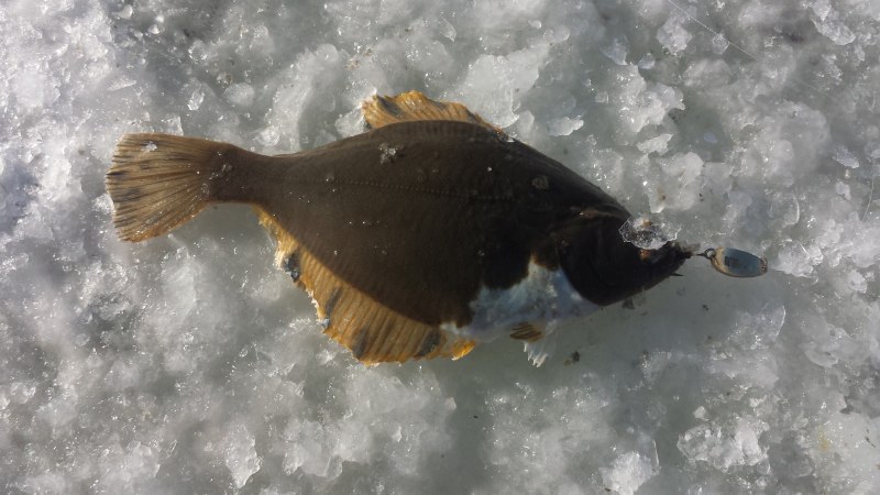 Морская курица камбала