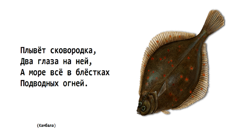 Бородавчатая камбала