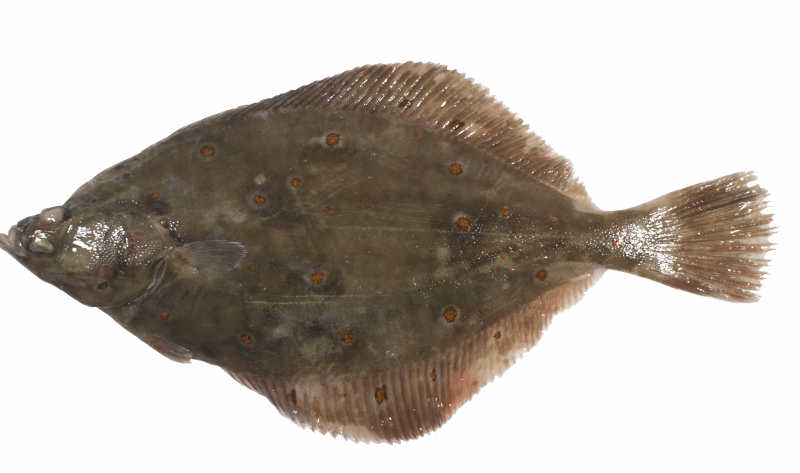 Камбала фото рыбы живой