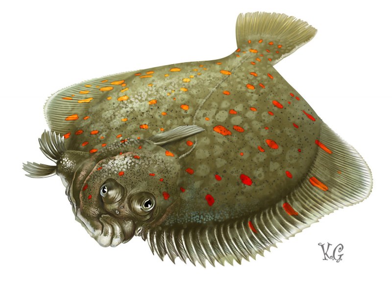 Камбала в Беринговом море