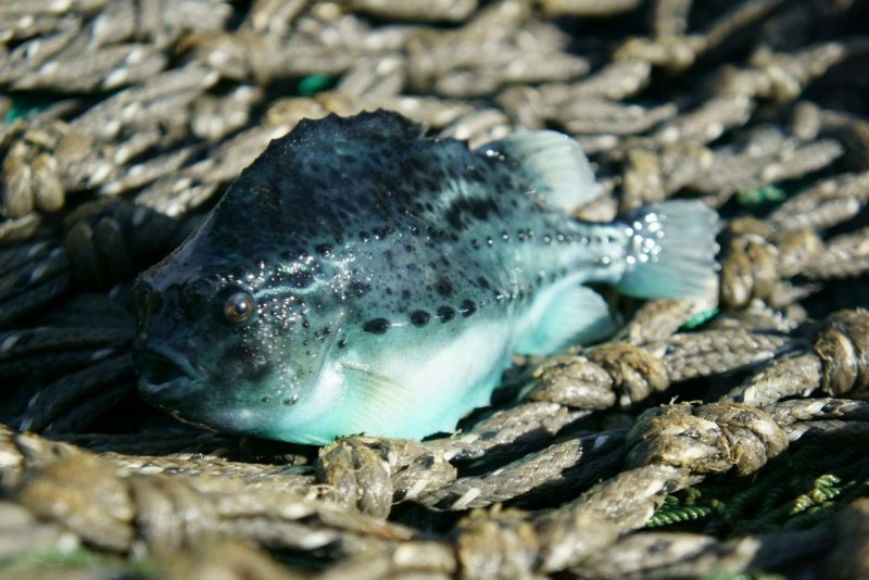 Камбала Меньер