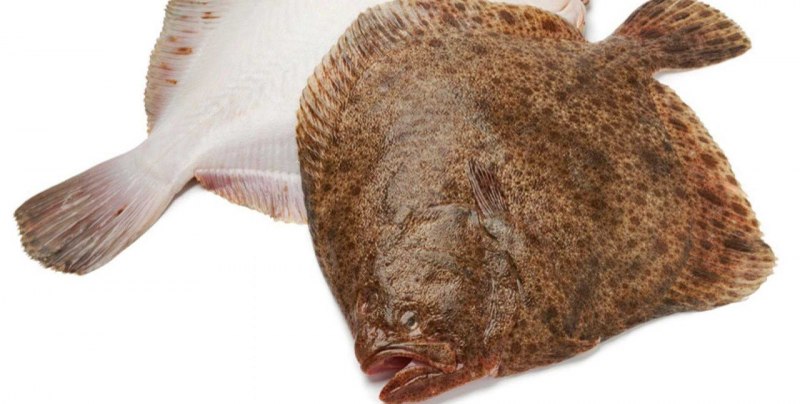 Камбала Кесслера