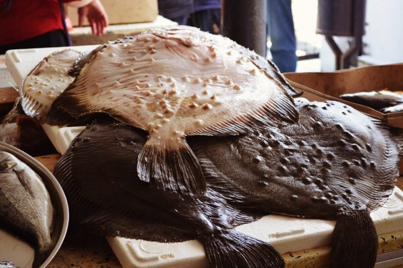 Рыбы Камчатки камбала