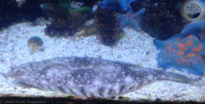 Пинагор Баренцева моря