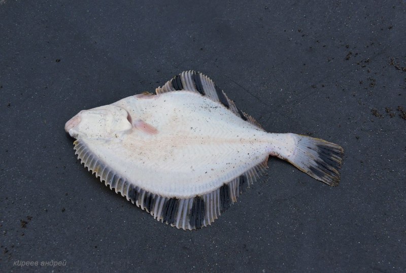 Морская рыба камбала