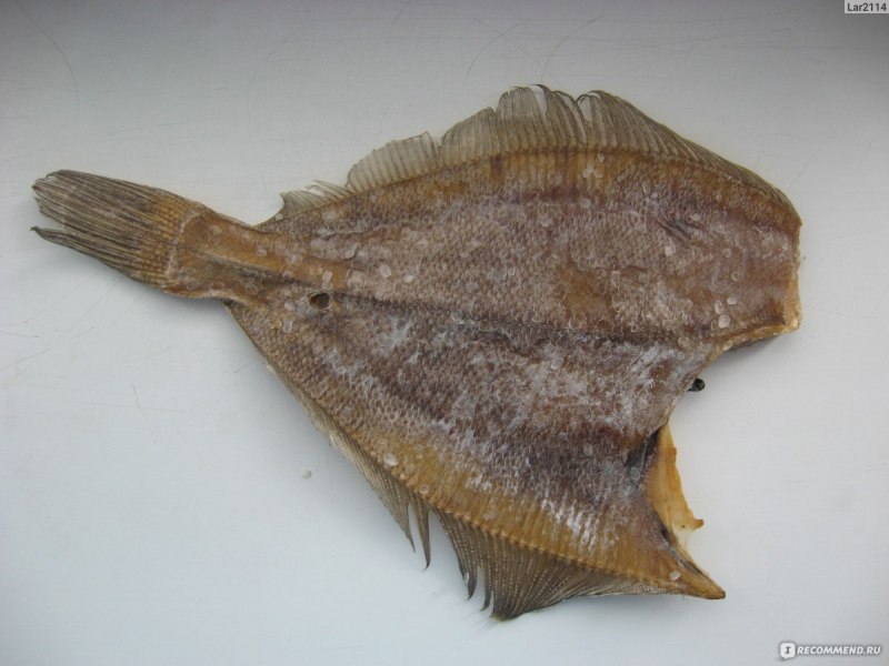 Камбала палтусовидная