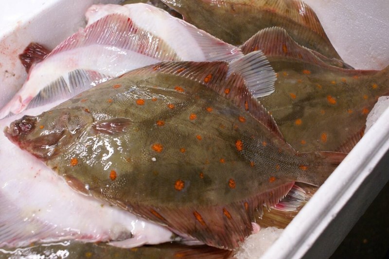 Камбала дальнего Востока