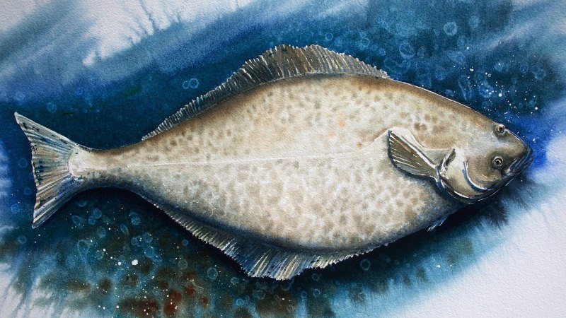 Камбала Мурманская пятнистая