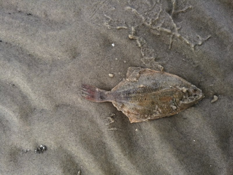 Камбала Королевская