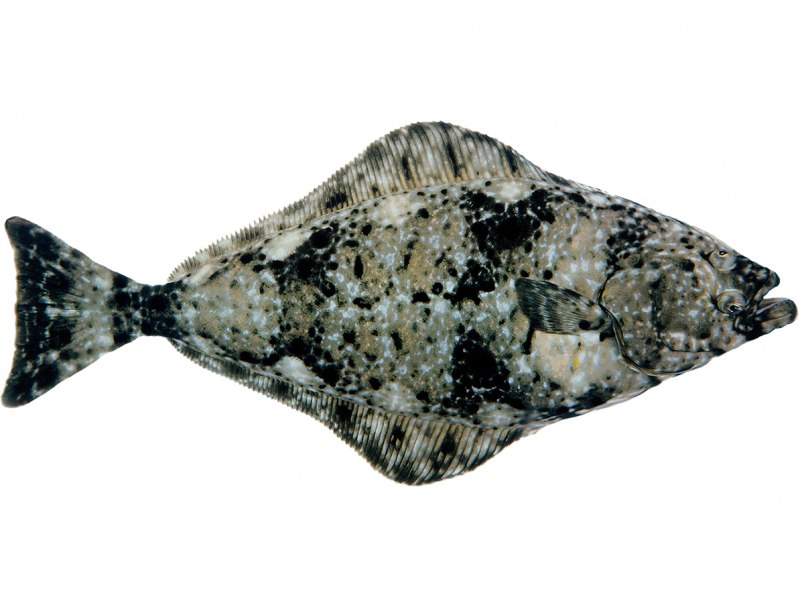 Речная камбала