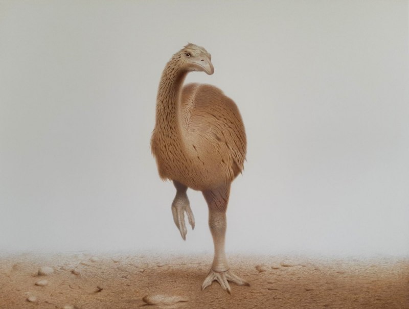Dinornis Maximus