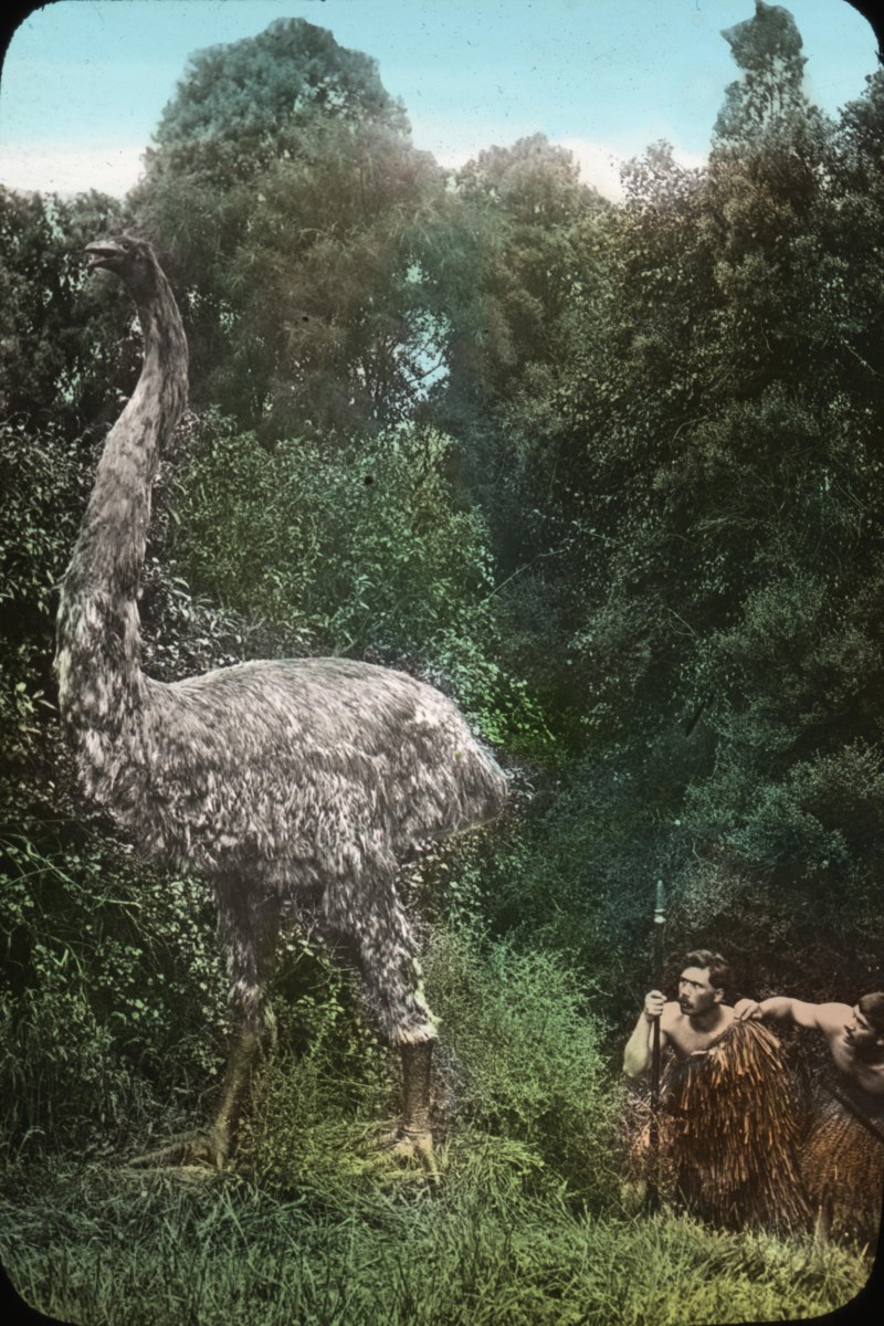 МОА птица Dinornis robustus
