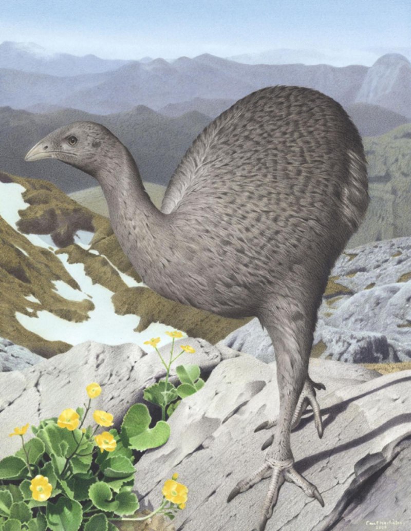 Robustus МОА