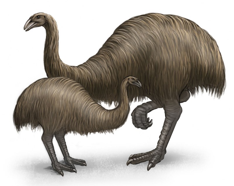 МОА птица Dinornis robustus