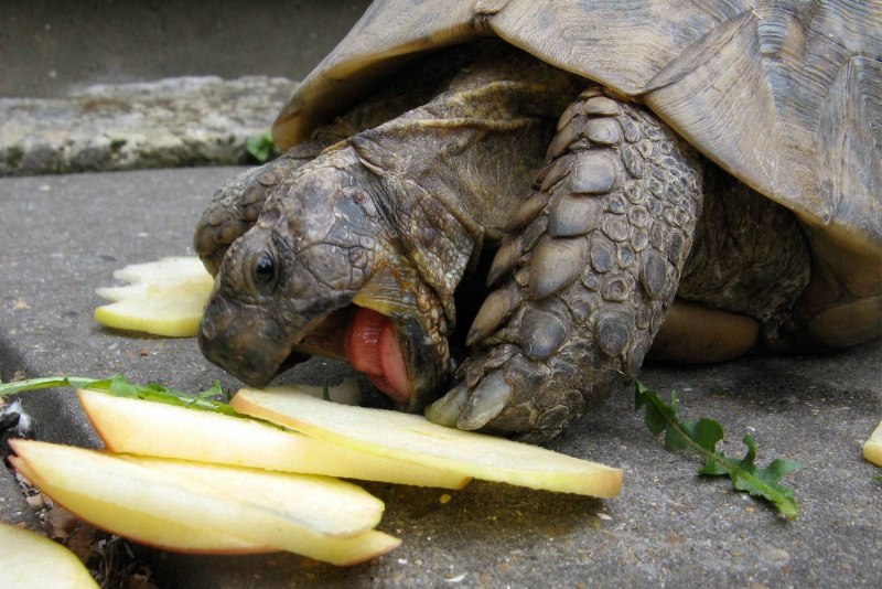Угольная черепаха