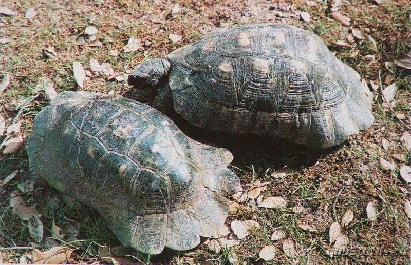 Сухопутная черепаха Галапагосы