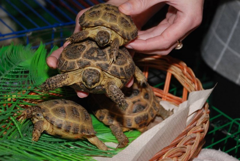 Testudo Graeca