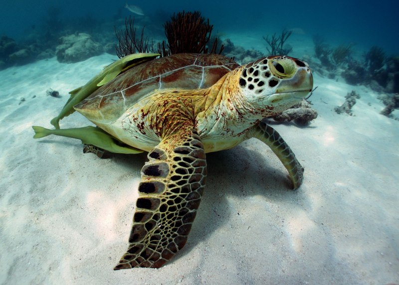 Testudo marginata окаймленная сухопутная черепашка