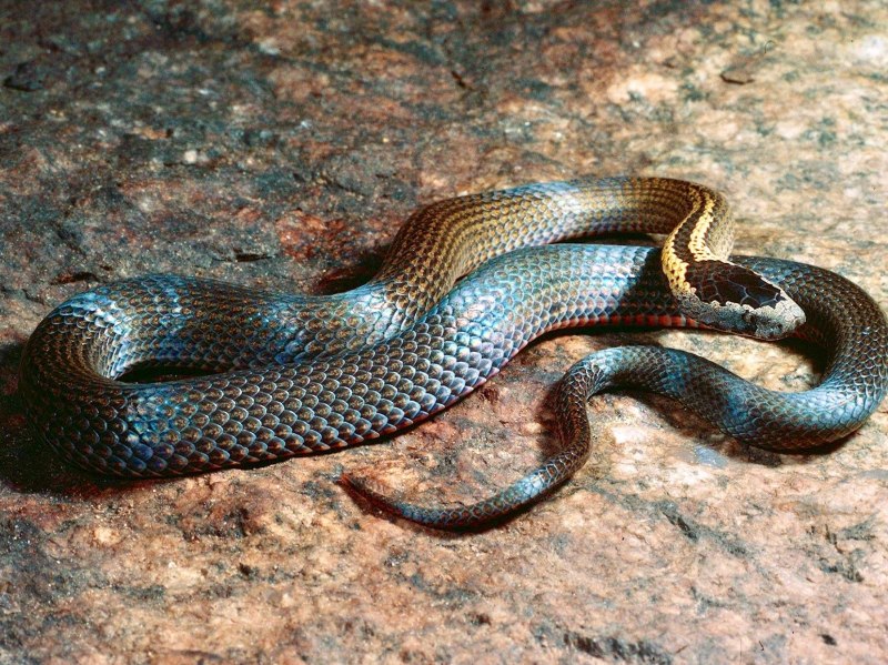 Гадюка армянская (Vipera xanthina)