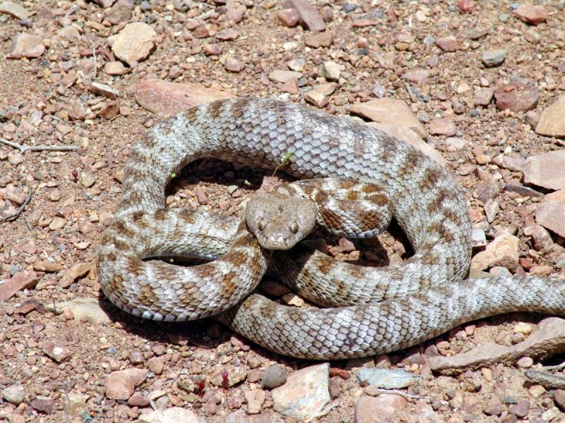 Гадюка армянская (Vipera xanthina)