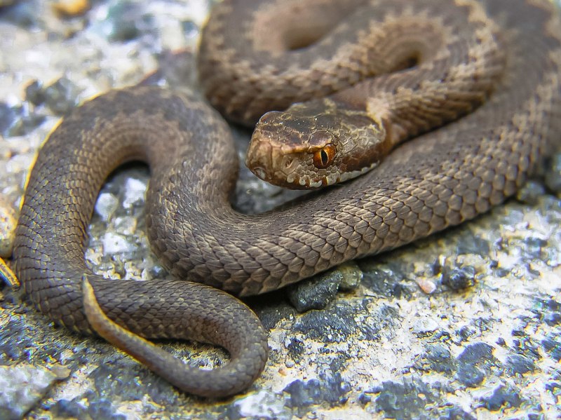 Гадюка армянская (Vipera xanthina)
