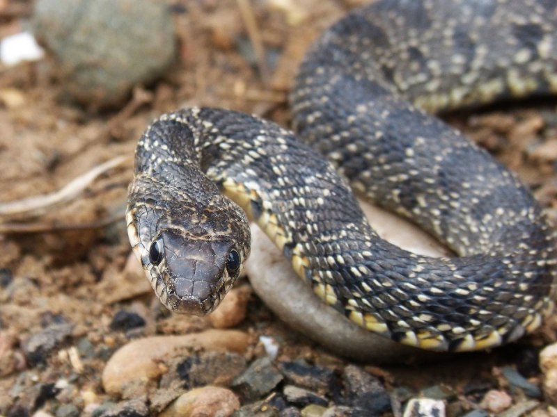 Гадюка армянская (Vipera xanthina)