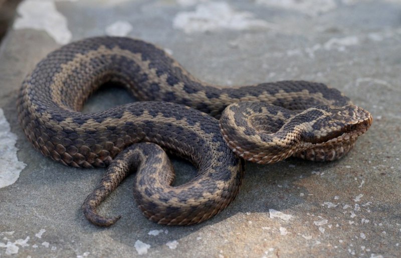 Милосская гадюка (Macrovipera Schweizeri)