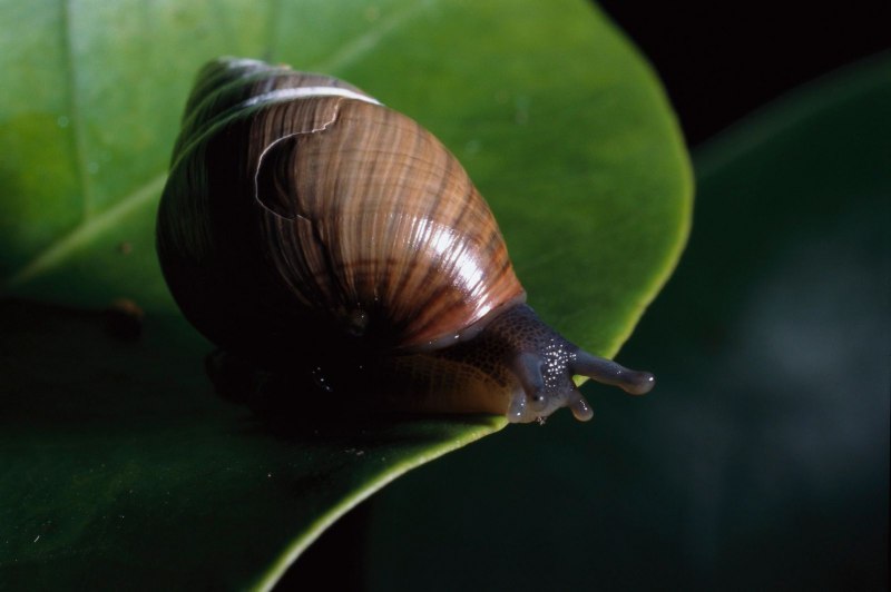 Achatinella apexfulva улитка