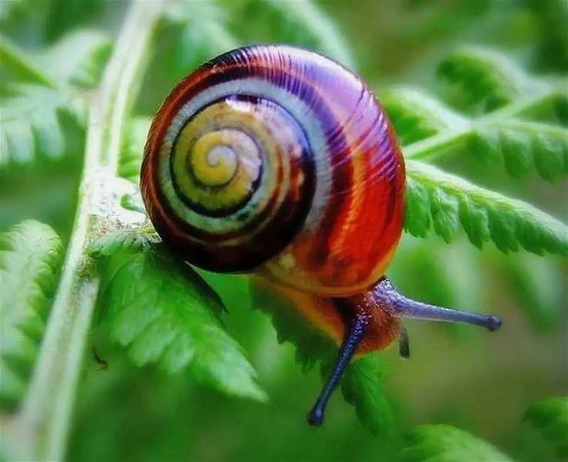 Радужные улитки Liguus virgineus