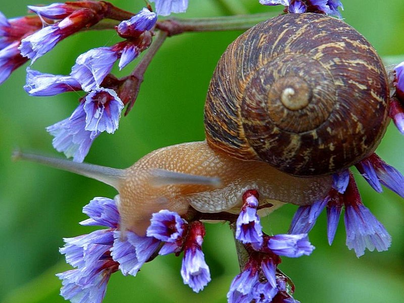 Улитка Priotrohatella stellata